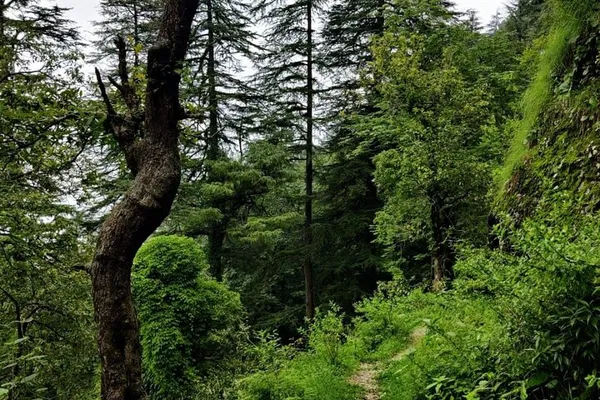 Mussoorie's School Boy Walk: A Nature Lover's Himalayan Escape