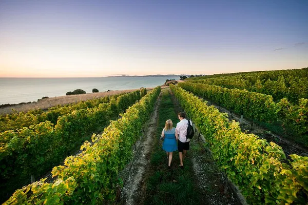 Exclusive Marlborough Wine Tour: Tailored Vineyard Experiences Await!