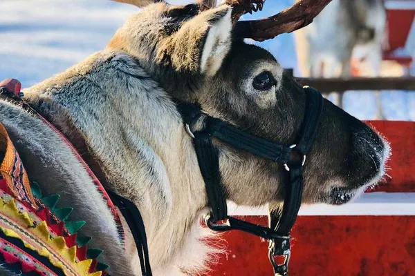 Arctic Thrills: Reindeer, Huskies & Wildlife Adventure in Rovaniemi