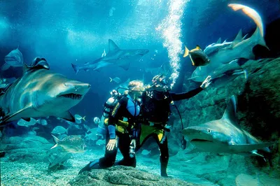 Melbourne Shark Dive: Get Face-to-Fin with Sharks!