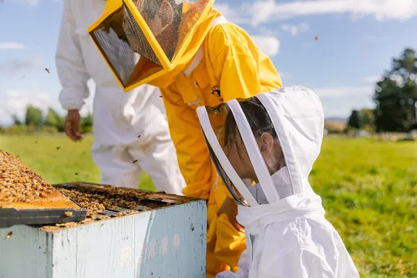 Uncover the Secrets: Small-Group Beekeeping in Tauherenikau!