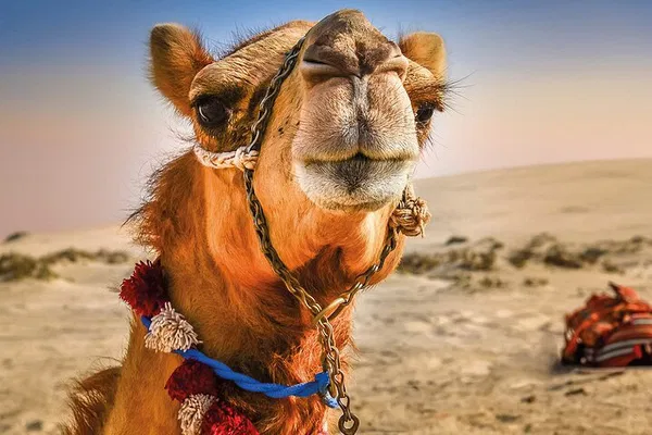 Tangier Cultural Day Trip: Discover Morocco's Charm from Tarifa