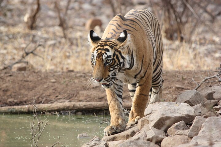 img4