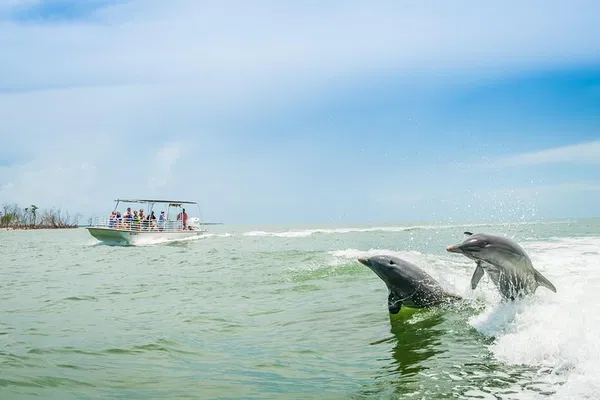 Marco Island: Guaranteed Dolphin Sightseeing Tour