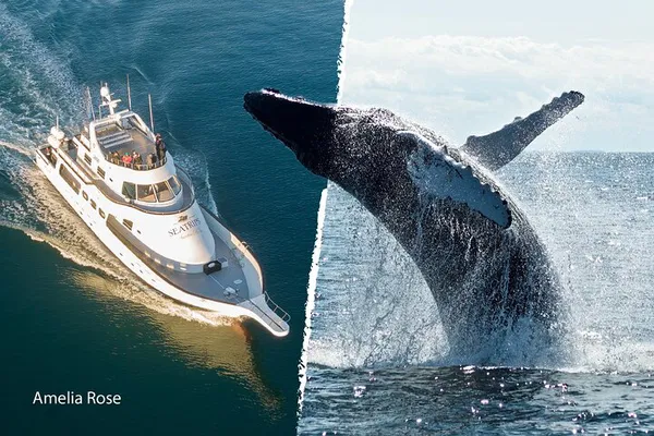 Reykjavik Yacht Whale Watch: An Intimate Ocean Adventure