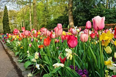 Keukenhof Gardens Private Tulip Tour from Amsterdam