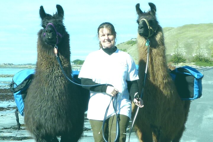 Kaikoura Llama Trek: A Woolly Walk Through Paradise