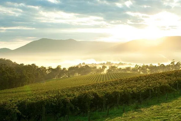 Unveiling Yarra Valley's Charm: A Private Wine & Gourmet Escape