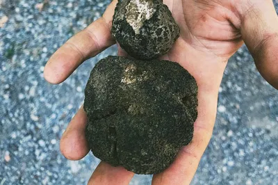 Unearth Tuscany's Hidden Gems: Truffle Hunt & Pisa's Towering History