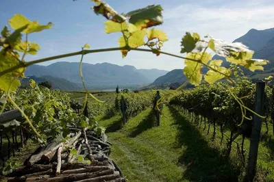 Uncover Amarone's Secrets: A Self-Guided Wine Adventure in Verona