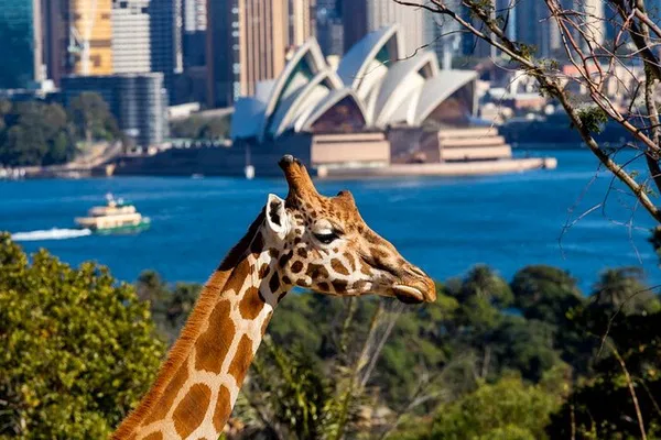 Sydney Taronga Zoo: See Wildlife & Harbour Views!