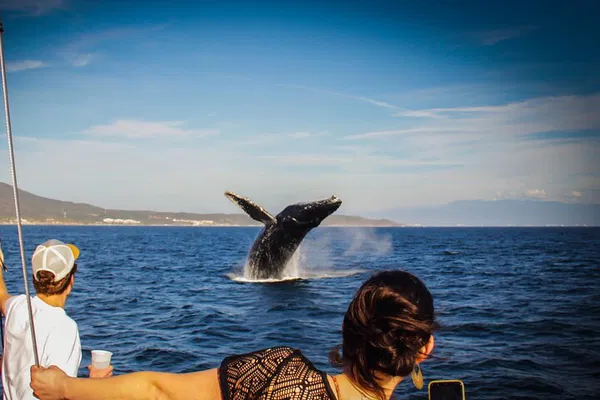 Banderas Bay Whale Watching: All-Inclusive Luxury
