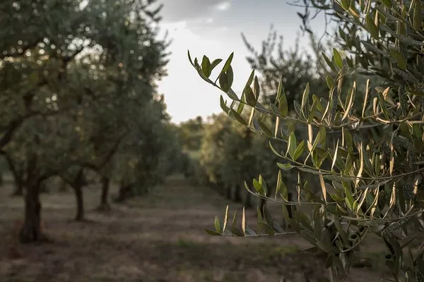 Sicilian Olive Oil Tour: Mill Visit & Tasting