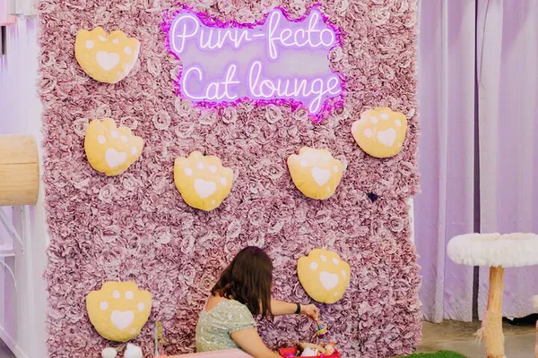 Austin's Cat Lounge: Cuddle Cute Cats!