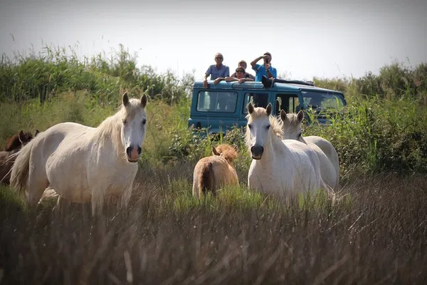 Camargue 4x4 Photo Safari: Wild Horses, Bulls & Nature Adventure!