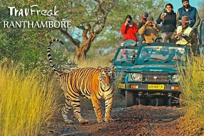Embark on a Thrilling Tiger Safari: Private Ranthambore Tour from Jaipur