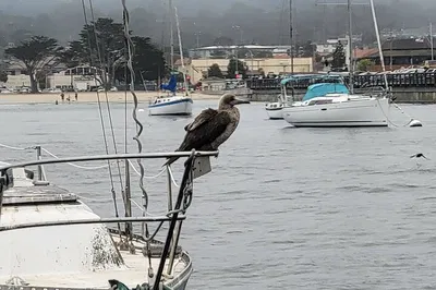 Monterey Bay's Birding Paradise: A Private Sailing Adventure