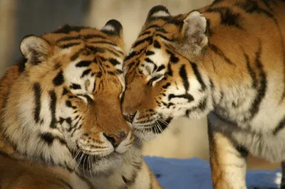 Embark on a Thrilling Tiger Safari from Jaipur to Ranthambore!