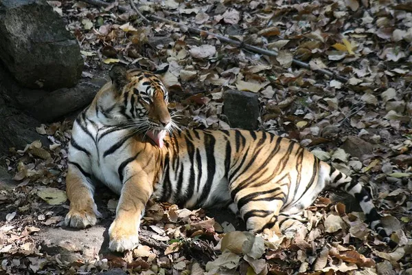 Ranthambore Tiger Safari: Capture Wildlife's Majesty