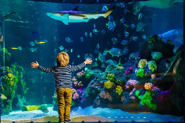 Dive into Adventure: SEA LIFE Timmendorfer Strand's Underwater Kingdom