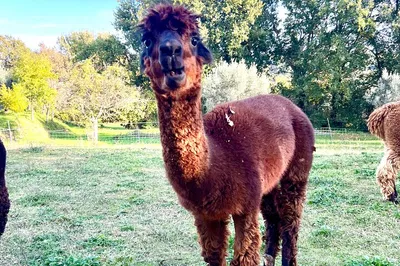 Tuscany's Alpaca & Cinta Senese Pig Adventure: A Farm-to-Table Delight