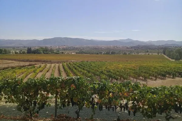 Unlock Valle de Guadalupe: Personalized Wine Tours with a Local Expert