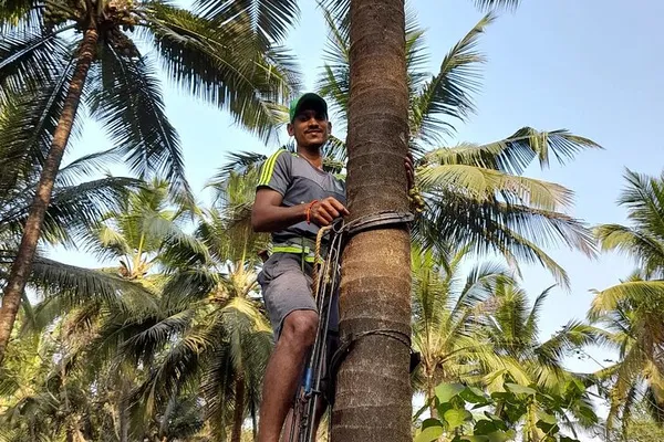 Goa Coconut Farm Tour: Hands-On & Goan Lunch