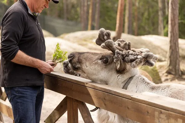 Reindeer Adventure: Private Tour & Nuuksio Park Visit