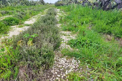 Noto Botanical Print & Amari Tasting: Unique Sicily Tour