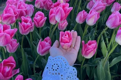 Luxury Tesla Tour: Keukenhof Gardens & Tulip Fields from Amsterdam