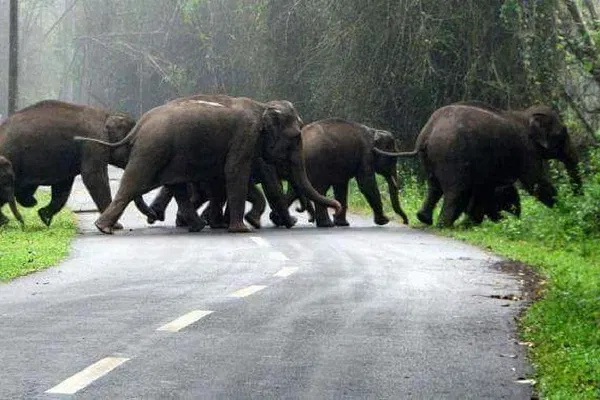 Embark on a Thrilling Wildlife Expedition: Ranthambore, Kanha & Bandhavgarh Tiger Safari Tour