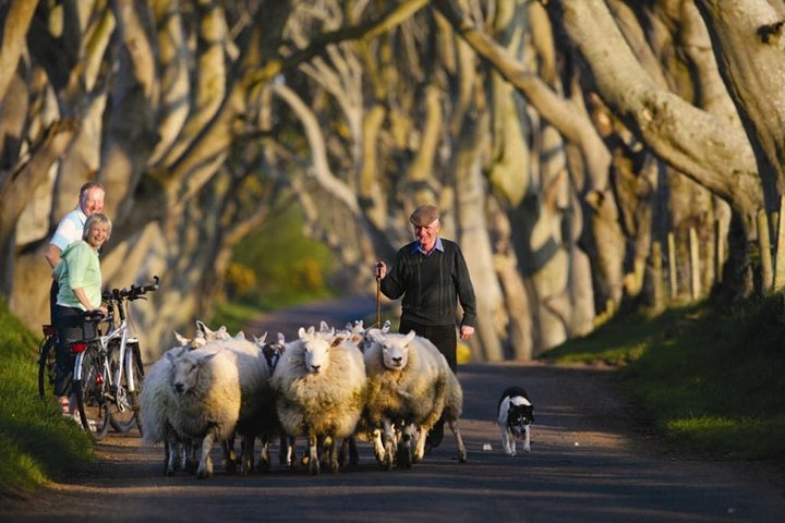 Giant's Causeway & Belfast Day Trip from Dublin