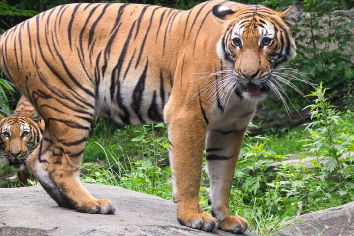 Bronx Zoo: A Wild Adventure Awaits!