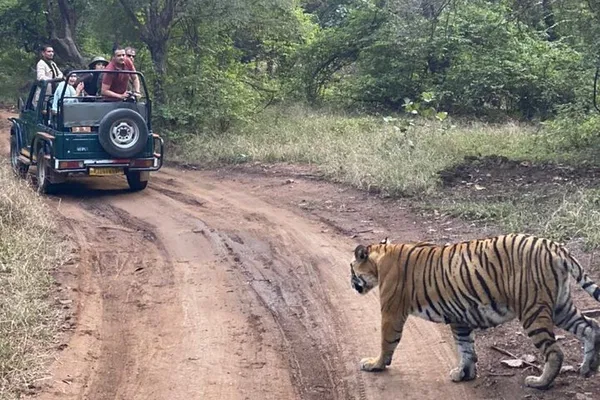 Jaipur-Ranthambore Private Tour: A Thrilling Tiger Safari Adventure