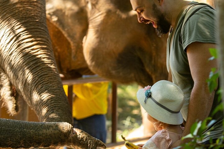 Ethical Elephant Encounters: A Day of Respectful Observation in Phuket