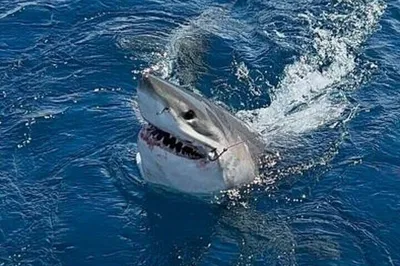Fort Lauderdale: Private Sportfishing Charter Adventure