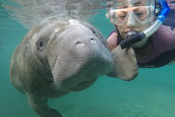 Manatee Snorkel Tour: Swim with Gentle Giants!