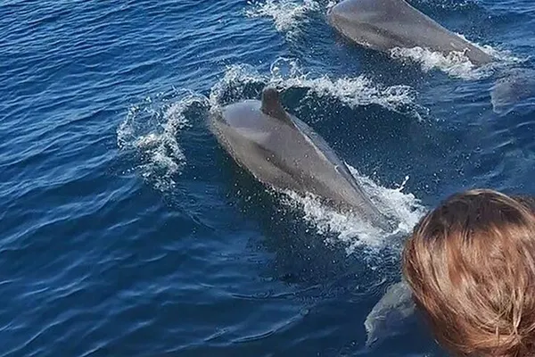 Encounter Wild Dolphins: Snorkeling Adventure in Puerto Vallarta