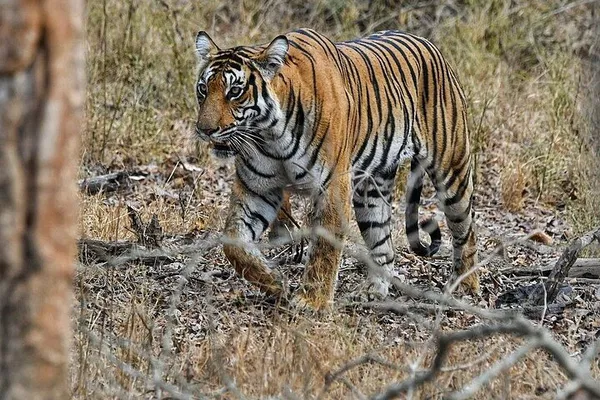Nagarhole National Park Expedition: Unleash Your Inner Explorer