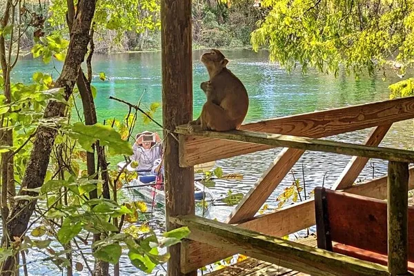 Silver Springs Kayak & Paddleboard: See Manatees!