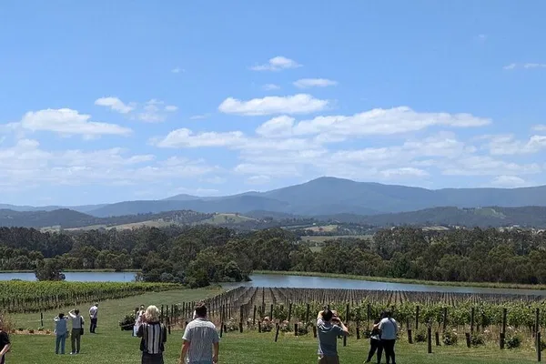 Yarra Valley Wine Tour: Cruise-Friendly Fun & Tastings!