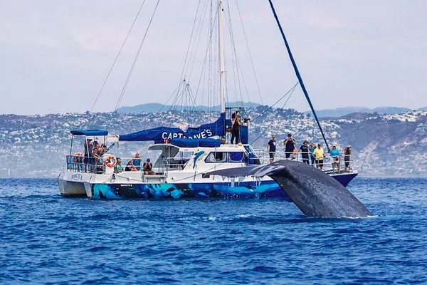 Dana Point Whale Watching: Underwater Pods & Brownies!