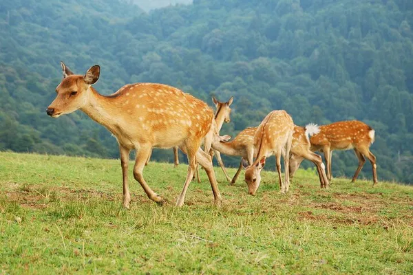 Nara Deer & Mt. Wakakusa Hike: Nature Escape