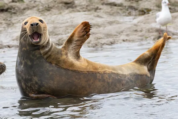 Beaulieu River Cruise: Spot Wildlife on a Small Boat