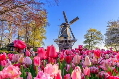 Keukenhof Tulips & Zaanse Schans Windmills Tour from Amsterdam