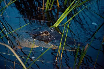 Miami: Everglades Airboat Night Tour with Local Guide