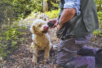 Tuscany Truffle Hunt: Taste Local Wines & Food