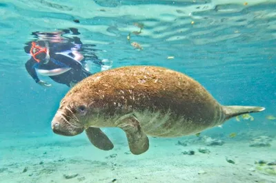 Manatee Swim & Wildlife Adventure: An Unforgettable Florida Encounter