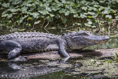 Everglades Airboat Tour from Miami: Alligators & Wildlife!