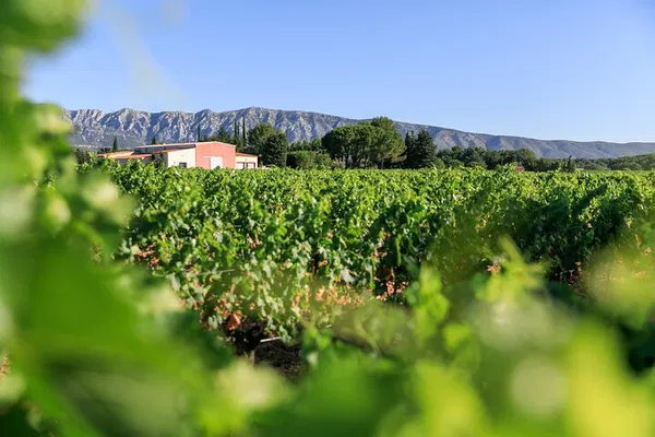 Côtes de Provence Wine Tour: An Immersive Day Trip from Aix